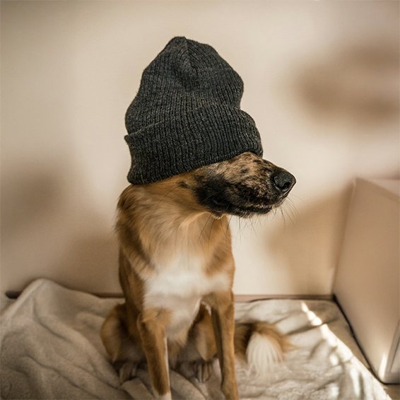 Dog Dark Gray Beanie